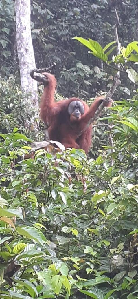 Umiyuki Jungle Tour Only Treking With As Hotel Bukit Lawang Exterior photo